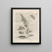 De wonderbaarlijke transformatie van de rupsen en het vreemde voedsel van de bloemen Pl070 - Maria Sibylla Merian — ingelijst kunstwerk aan de muur