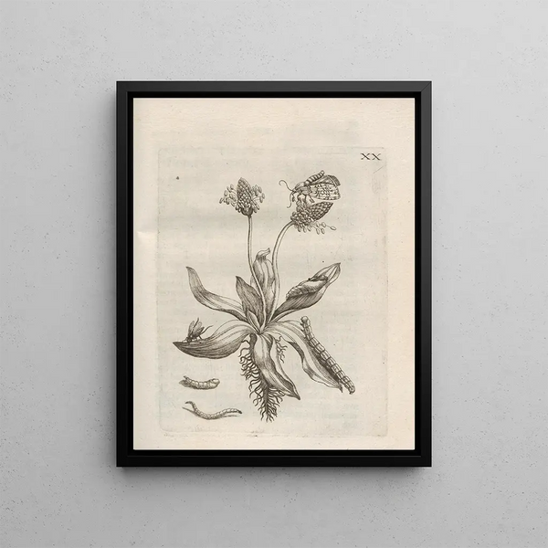 Maria Sibylla Merian - Der Raupen wunderbare Verwandelung und sonderbare BlumenNahrung Pl071.webp