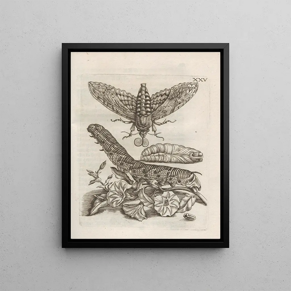 Maria Sibylla Merian - Der Raupen wunderbare Verwandelung und sonderbare BlumenNahrung Pl076.webp
