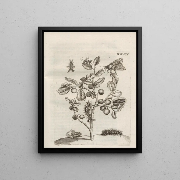 Maria Sibylla Merian - Der Raupen wunderbare Verwandelung und sonderbare BlumenNahrung Pl085.webp