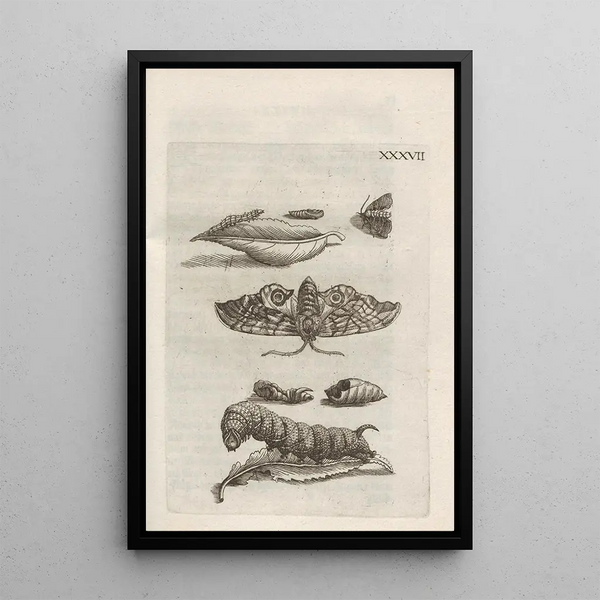 The marvelous transformation of caterpillars and their strange floral food Pl088 - Maria Sibylla Merian — framed artwork on a wall