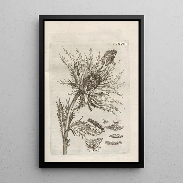 La merveilleuse transformation des chenilles et leur étrange nourriture florale Pl089 - Maria Sibylla Merian — framed artwork on a wall