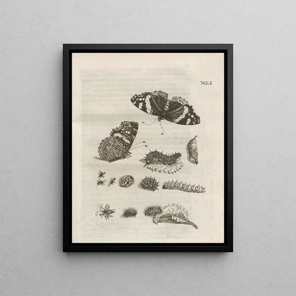 Maria Sibylla Merian - Der Raupen wunderbare Verwandelung und sonderbare BlumenNahrung Pl092.webp