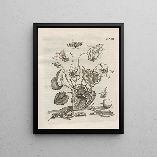 Maria Sibylla Merian - Der Raupen wunderbare Verwandelung und sonderbare BlumenNahrung Pl099.webp