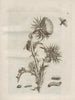 De wonderbaarlijke transformatie van de rupsen en het vreemde voedsel van de bloemen Pl101 - Maria Sibylla Merian — weergave van het kunstwerk
