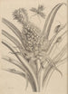 Dissertation sur la génération et les métamorphoses des insectes du Surinam Pl01 - Maria Sibylla Merian — weergave van het kunstwerk