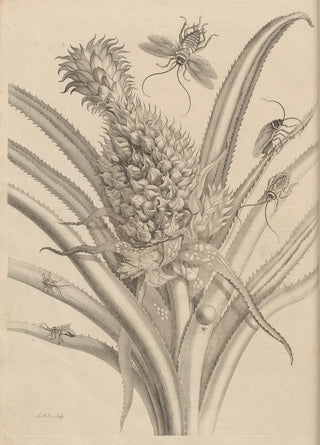 Maria Sibylla Merian - Dissertatio de generatione et metamorphosibus insectorum surinamensium Pl01.webp