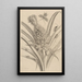 Dissertation sur la génération et les métamorphoses des insectes du Surinam Pl01 - Maria Sibylla Merian — ingelijst kunstwerk aan de muur
