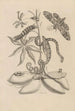 Dissertation sur la génération et les métamorphoses des insectes du Surinam Pl05 - Maria Sibylla Merian — weergave van het kunstwerk