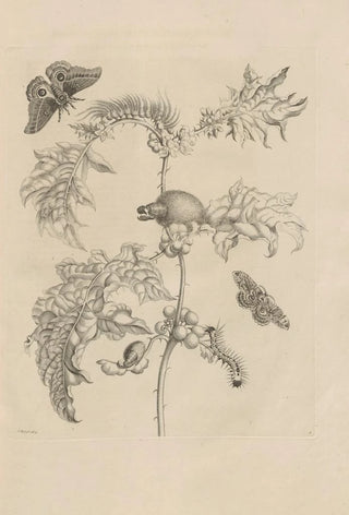 Maria Sibylla Merian - Dissertatio de generatione et metamorphosibus insectorum surinamensium Pl06.webp