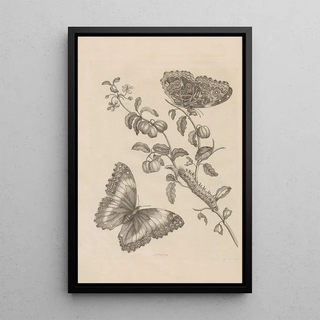 Maria Sibylla Merian - Dissertatio de generatione et metamorphosibus insectorum surinamensium Pl07.webp