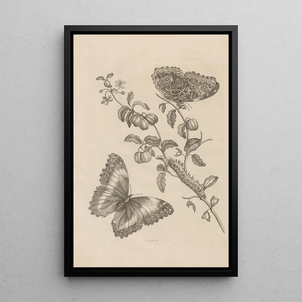 Dissertation sur la génération et les métamorphoses des insectes du Surinam Pl07 - Maria Sibylla Merian — framed artwork on a wall