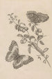 Dissertation sur la génération et les métamorphoses des insectes du Surinam Pl07 - Maria Sibylla Merian — weergave van het kunstwerk