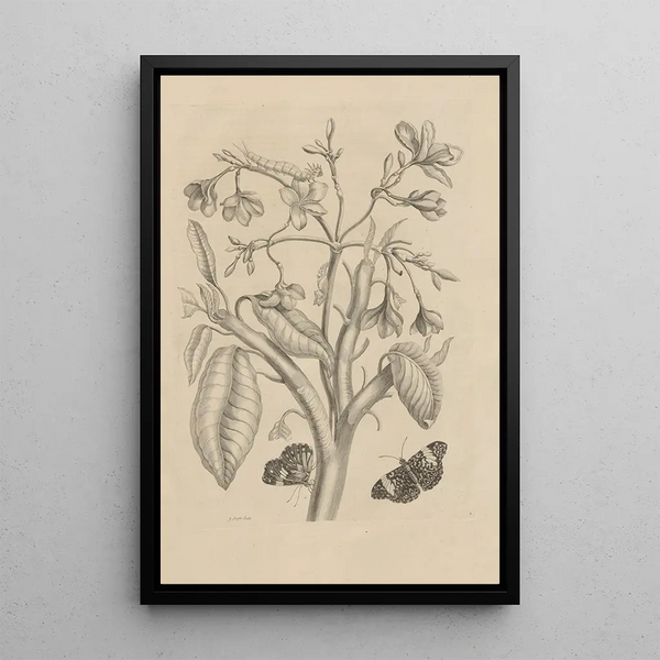 Dissertation on the generation and metamorphoses of insects from Suriname Pl08 - Maria Sibylla Merian — framed artwork on a wall