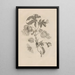 Dissertation sur la génération et les métamorphoses des insectes du Surinam Pl10 - Maria Sibylla Merian — ingelijst kunstwerk aan de muur