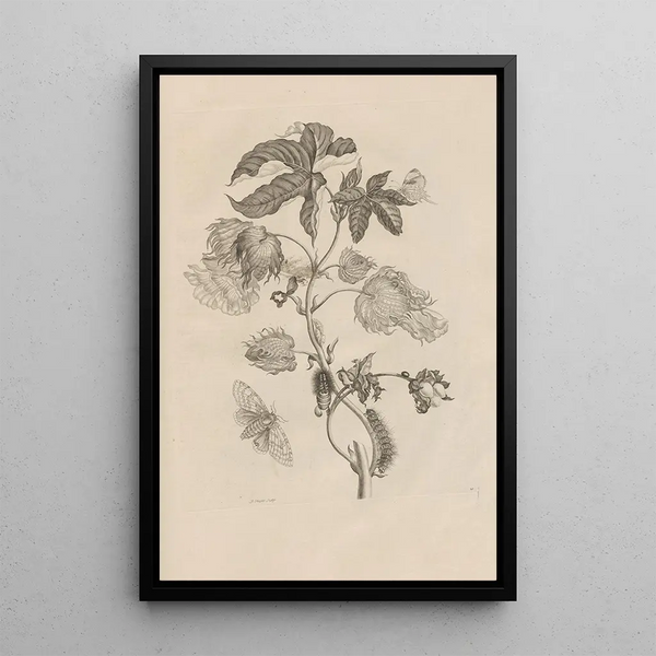 Dissertation sur la génération et les métamorphoses des insectes du Surinam Pl10 - Maria Sibylla Merian — framed artwork on a wall