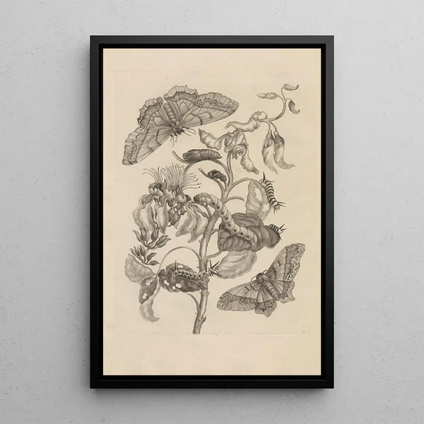 Dissertation sur la génération et les métamorphoses des insectes du Surinam Pl11 - Maria Sibylla Merian — framed artwork on a wall