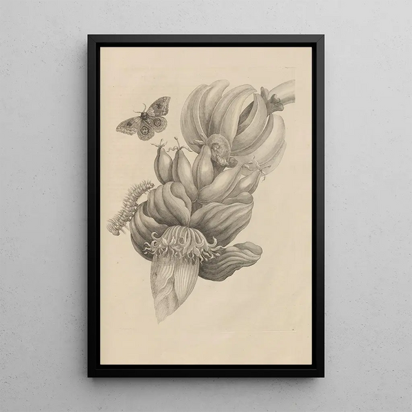 Dissertation sur la génération et les métamorphoses des insectes du Surinam Pl12 - Maria Sibylla Merian — framed artwork on a wall