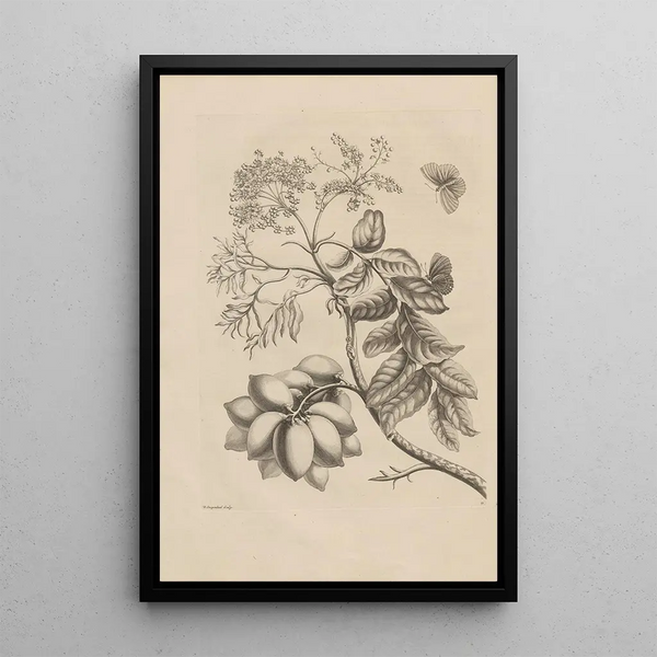 Dissertation on the generation and metamorphoses of insects from Suriname Pl13 - Maria Sibylla Merian — framed artwork on a wall