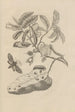 Dissertation sur la génération et les métamorphoses des insectes du Surinam Pl14 - Maria Sibylla Merian — weergave van het kunstwerk