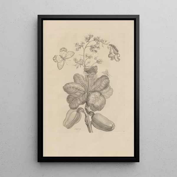 Dissertation sur la génération et les métamorphoses des insectes du Surinam Pl16 - Maria Sibylla Merian — ingelijst kunstwerk aan de muur