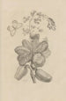 Dissertation sur la génération et les métamorphoses des insectes du Surinam Pl16 - Maria Sibylla Merian — weergave van het kunstwerk