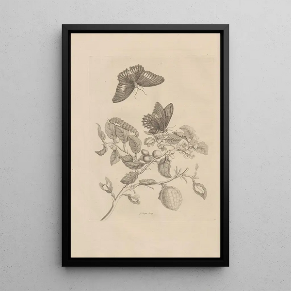 Dissertation sur la génération et les métamorphoses des insectes du Surinam Pl17 - Maria Sibylla Merian — ingelijst kunstwerk aan de muur