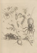 Dissertation sur la génération et les métamorphoses des insectes du Surinam Pl18 - Maria Sibylla Merian — weergave van het kunstwerk