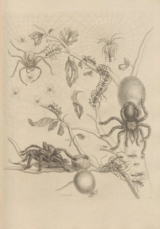 Maria Sibylla Merian - Dissertatio de generatione et metamorphosibus insectorum surinamensium Pl18.webp