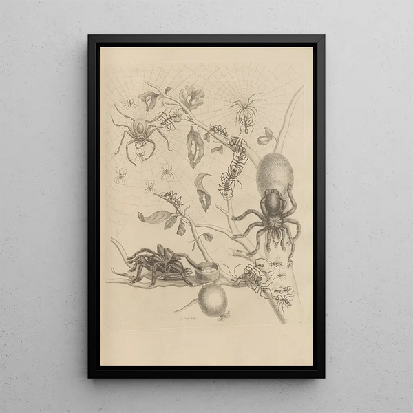 Dissertation sur la génération et les métamorphoses des insectes du Surinam Pl18 - Maria Sibylla Merian — ingelijst kunstwerk aan de muur