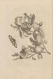 Dissertation sur la génération et les métamorphoses des insectes du Surinam Pl19 - Maria Sibylla Merian — weergave van het kunstwerk