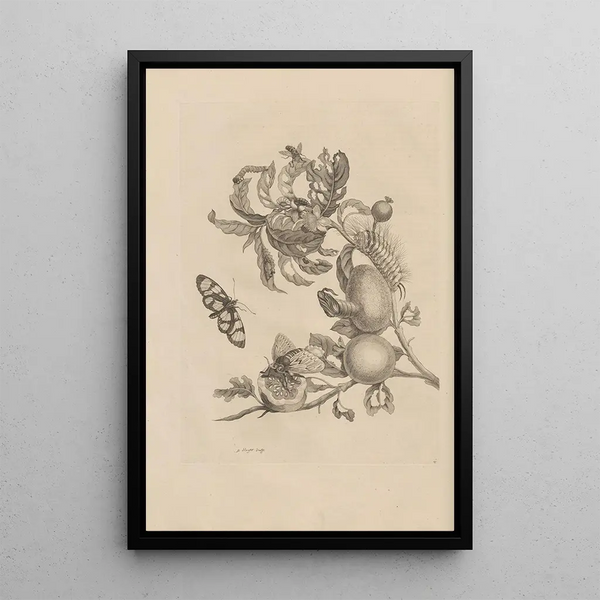 Dissertation sur la génération et les métamorphoses des insectes du Surinam Pl19 - Maria Sibylla Merian — ingelijst kunstwerk aan de muur