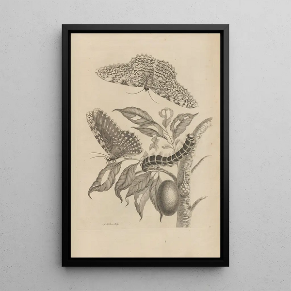 Dissertation sur la génération et les métamorphoses des insectes du Surinam Pl20 - Maria Sibylla Merian — ingelijst kunstwerk aan de muur