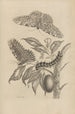 Dissertation sur la génération et les métamorphoses des insectes du Surinam Pl20 - Maria Sibylla Merian — weergave van het kunstwerk