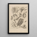 Dissertation sur la génération et les métamorphoses des insectes du Surinam Pl21 - Maria Sibylla Merian — ingelijst kunstwerk aan de muur