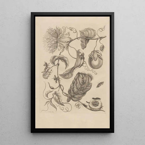 Dissertation sur la génération et les métamorphoses des insectes du Surinam Pl21 - Maria Sibylla Merian — ingelijst kunstwerk aan de muur