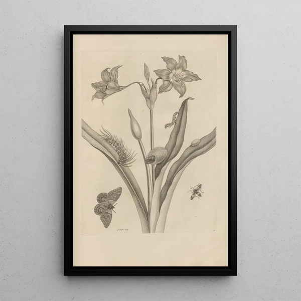 Dissertation sur la génération et les métamorphoses des insectes du Surinam Pl22 - Maria Sibylla Merian — ingelijst kunstwerk aan de muur