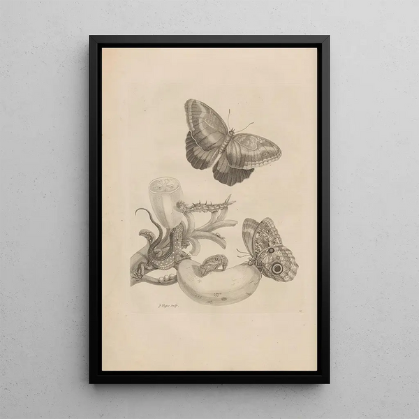 Dissertation sur la génération et les métamorphoses des insectes du Surinam Pl23 - Maria Sibylla Merian — ingelijst kunstwerk aan de muur