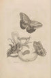 Dissertation sur la génération et les métamorphoses des insectes du Surinam Pl23 - Maria Sibylla Merian — weergave van het kunstwerk