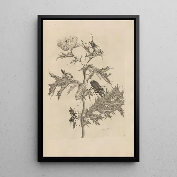 Dissertation sur la génération et les métamorphoses des insectes du Surinam Pl24 - Maria Sibylla Merian — ingelijst kunstwerk aan de muur