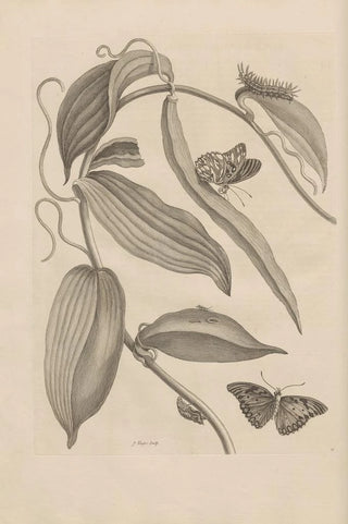 Maria Sibylla Merian - Dissertatio de generatione et metamorphosibus insectorum surinamensium Pl25.webp
