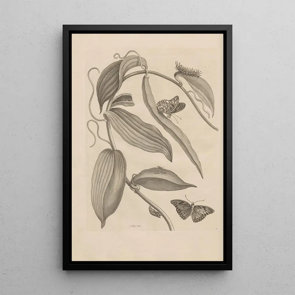 Dissertation sur la génération et les métamorphoses des insectes du Surinam Pl25 - Maria Sibylla Merian — ingelijst kunstwerk aan de muur