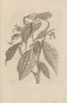 Dissertation sur la génération et les métamorphoses des insectes du Surinam Pl26 - Maria Sibylla Merian — weergave van het kunstwerk