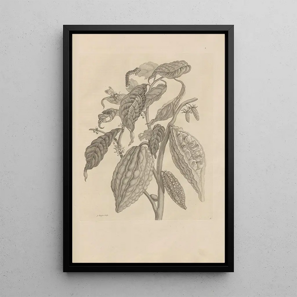 Dissertation sur la génération et les métamorphoses des insectes du Surinam Pl26 - Maria Sibylla Merian — ingelijst kunstwerk aan de muur