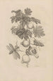 Dissertation sur la génération et les métamorphoses des insectes du Surinam Pl27 - Maria Sibylla Merian — weergave van het kunstwerk