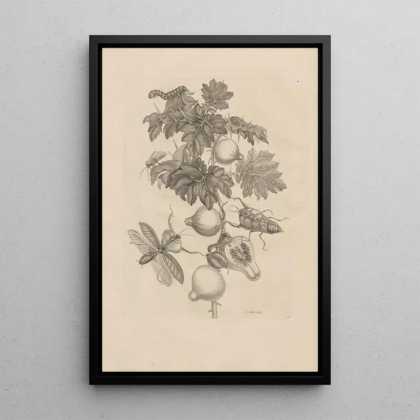 Dissertation sur la génération et les métamorphoses des insectes du Surinam Pl27 - Maria Sibylla Merian — ingelijst kunstwerk aan de muur