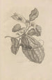 Dissertation sur la génération et les métamorphoses des insectes du Surinam Pl28 - Maria Sibylla Merian — weergave van het kunstwerk