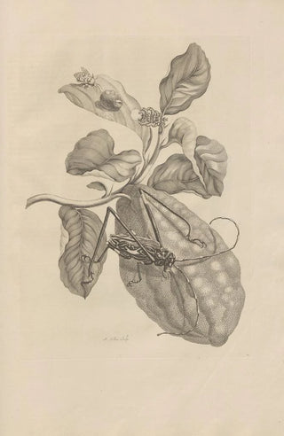 Maria Sibylla Merian - Dissertatio de generatione et metamorphosibus insectorum surinamensium Pl28.webp