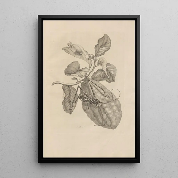 Dissertation sur la génération et les métamorphoses des insectes du Surinam Pl28 - Maria Sibylla Merian — ingelijst kunstwerk aan de muur