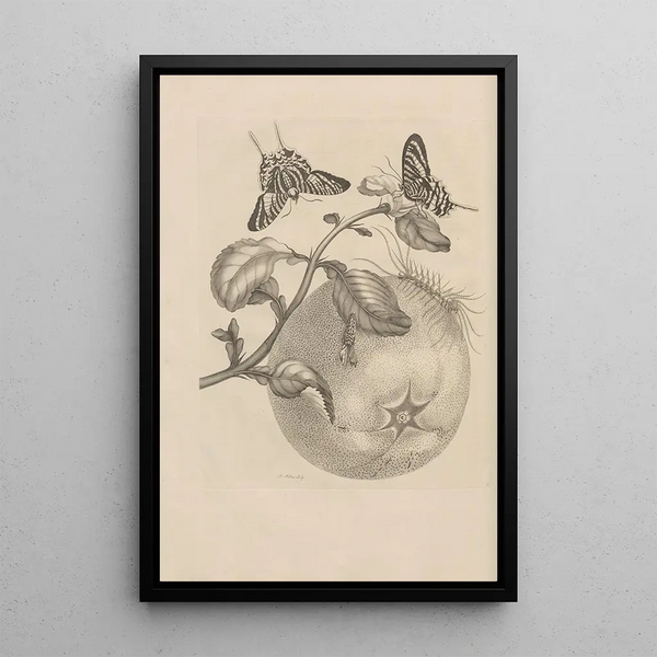 Dissertation sur la génération et les métamorphoses des insectes du Surinam Pl29 - Maria Sibylla Merian — ingelijst kunstwerk aan de muur